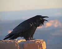 Bizarre Bird Behavior Predicted By Game Theory