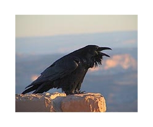 Look at that! - ravens use gestures, too