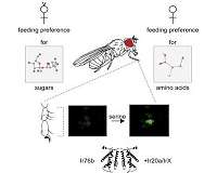 Insects and umami receptors