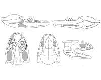 Research reveals surprisingly powerful bite of tiny early tetrapod