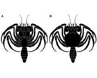 Invertebrate palaeontology: The oldest crab larva yet found