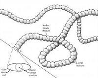 Paleontologists discover new fossil organism