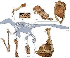 Stocky Dragon Dinosaur Terrorized Late Cretaceous Europe