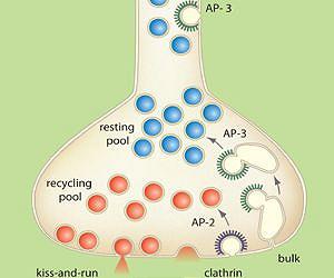 A New Nuance to Neurons