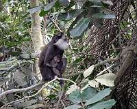 Ghanaian villagers profit from monkey business