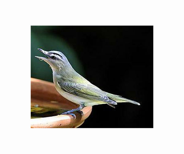 Birdsong works like a mood booster for humans
