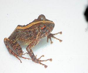 Two new frog species found in Philippine forests