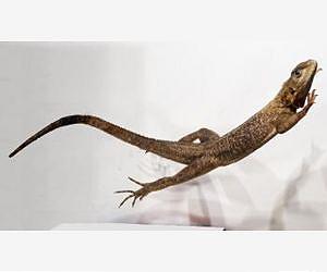 Leaping lizards and dinosaurs inspire robot design