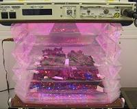 Astronauts to grow lettuce on International Space Station