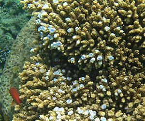 New research finds increased growth responsible for color changes in coral reefs