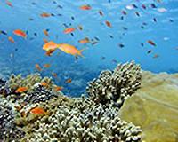 Coral reefs highlight the key role of existing biodiversity