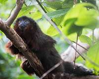 Titi monkeys support 'male services' theory for mammalian pair bonding