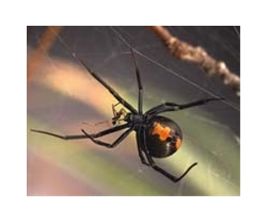 Venomous Aussie redback spiders zero in on Tokyo