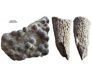 Reefs recovered faster after mass extinction than first thought