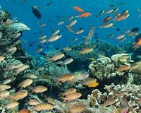 Thermal sensitivity of marine communities reveals the most vulnerable to global warming