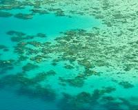 Coral growth rate plummets in 30-year comparison