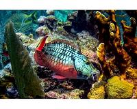 Coral killers