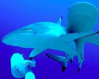 Diving with the sharks