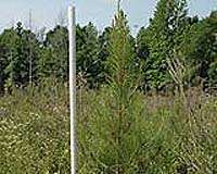Shift of Weather Patterns Necessitates Rethinking of Reforestation Methods