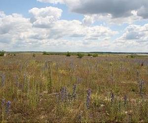 Fledgling Ecosystem Lets Scientists Observe How Soil, Flora And Fauna Develop
