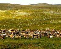Reindeer grazing protects tundra plant diversity in a warming climate