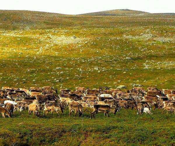 Young Sami return to reindeer herding despite climate fears