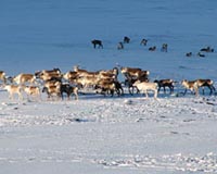 Global warming a growing threat to Arctic reindeer