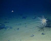 Managing mining of the deep seabed