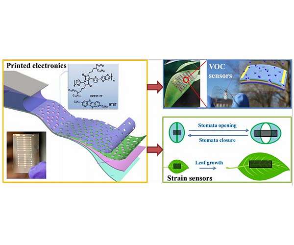 Cultivating plant growth in space