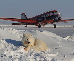 Research aircraft Polar 5 returned from spring measurements in the high Arctic