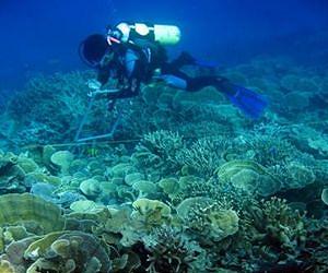 Coral scientists use new model to find where corals are most likely to survive climate change