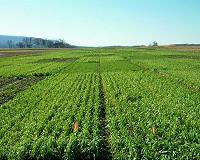 Which cropping system is best for the environment?