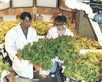 Plant hormone makes space farming a possibility