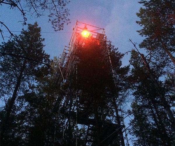 WWF blasts Sweden, Finland over logging practices