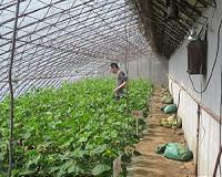 Manure applications elevate nitrogen accumulation and loss