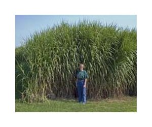 Plant Scientists Move Closer To Making Any Crop Drought-Tolerant
