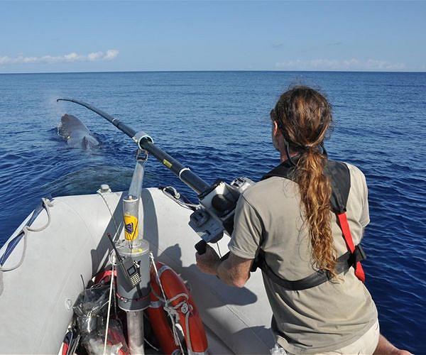 Dominica to create world's first sperm whale reserve