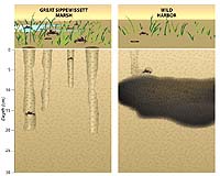 Buried Residual Oil Is Still Affecting Wildlife Decades After A Spill