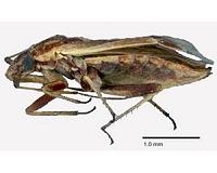 A new genus of plant bug, plus 4 new species from Australia