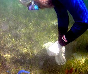 Deepwater Horizon Spill Threatens More Species Than Legally Protected
