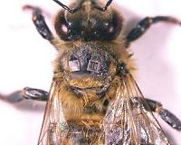 Radio frequency ID tags on honey bees reveal hive dynamics