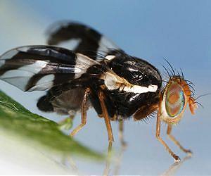 Evolutionary straitjacket means flies can't take the heat