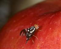 New wasp species emerging