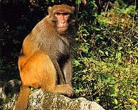 Kenya's new monkey population puts climate change in perspective