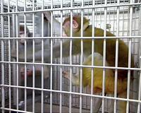 Monkeys infected with novel coronavirus developed short-term immunity