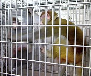 Monkey See Monkey Do