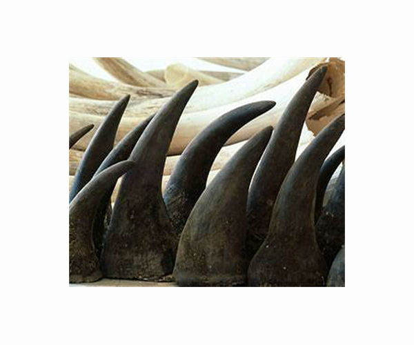 First rhino horn NFT sold at auction in South Africa