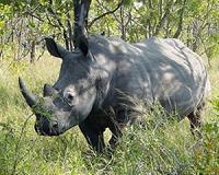Africa to suffer deadliest ever year for rhino poaching