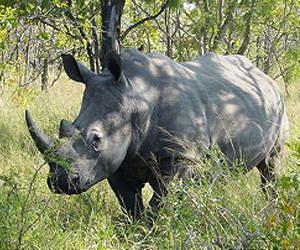 Poaching pushing South African rhino towards edge