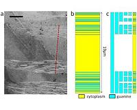 Shiny fish skin inspires nanoscale light reflectors